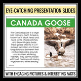 Canadian Animals Presentation - Wildlife in Canada Introduction or ESL Lesson